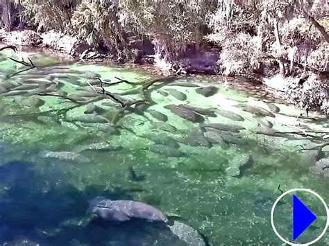 blue springs state park webcam|Live Manatee Webcams: 4 FL Locations